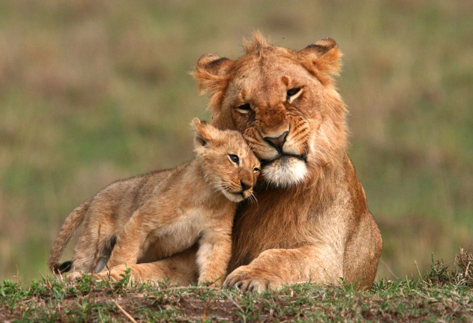 Lion and Cub, Masai Mara - Ravic Safaris