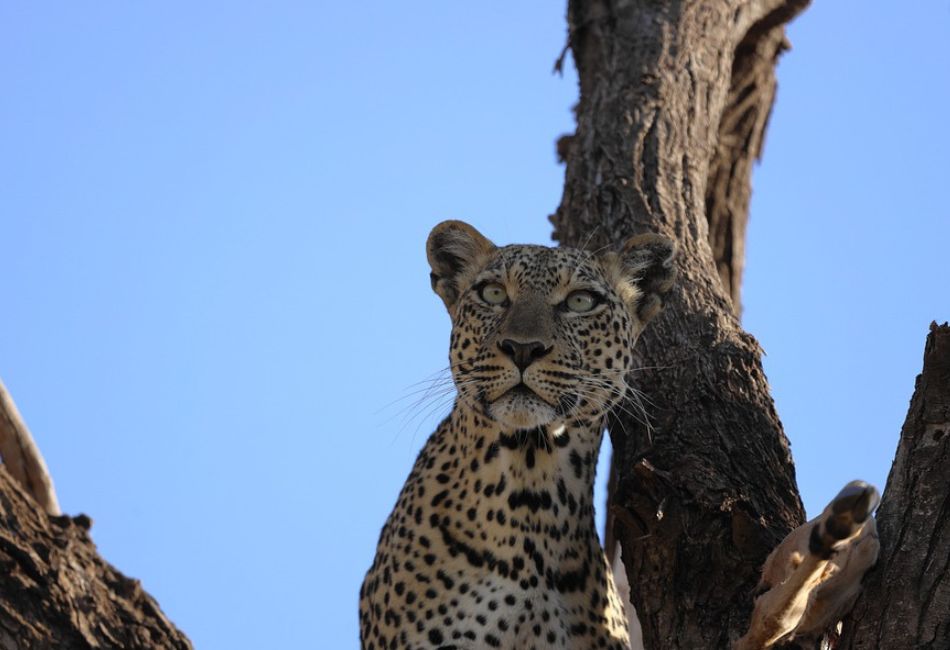 Kenya 10 day safari- Ravic Safaris